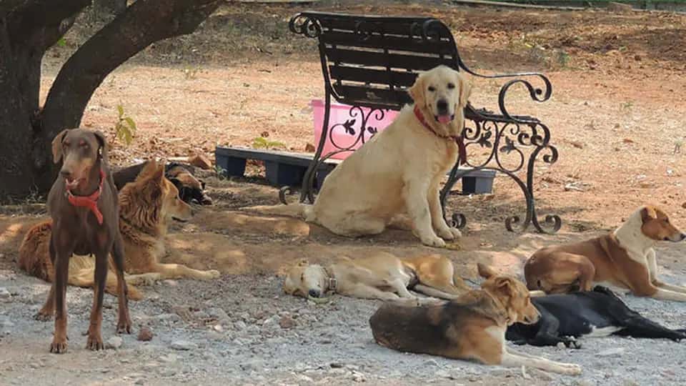 Spend a Day With Furry Friends at CUPA